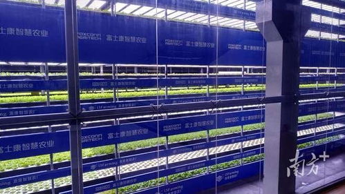 这届年轻人，在种一种很新的“数字地”——走马观粤看新农人如何玩转智慧农业